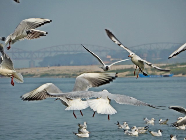 Siberian Birds in Varanasi