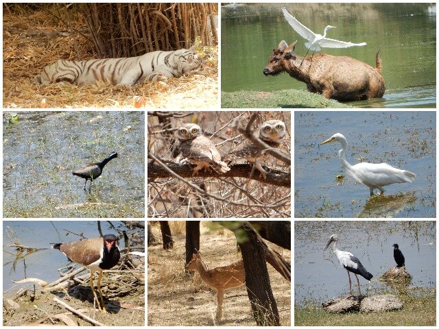 Some photos from Van Vihar National Park, Bhopal