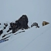 Chopta - Tungnath Snow Trek
