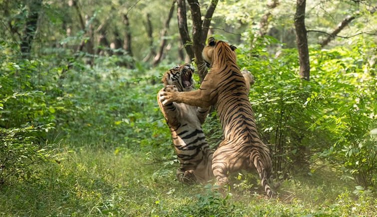 Two tigers clash for Noor (a tigress) in Ranthambore, video of creepy fight goes viral